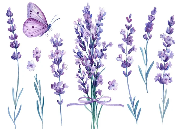 Lavender flowers, butterfly, watercolor illustration, isolated white background