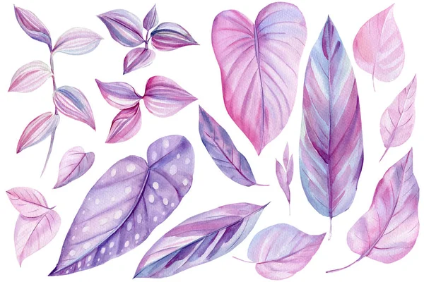 Set of tropical leaves of pink and purple color, watercolor illustration, isolated white background — Stock Photo, Image