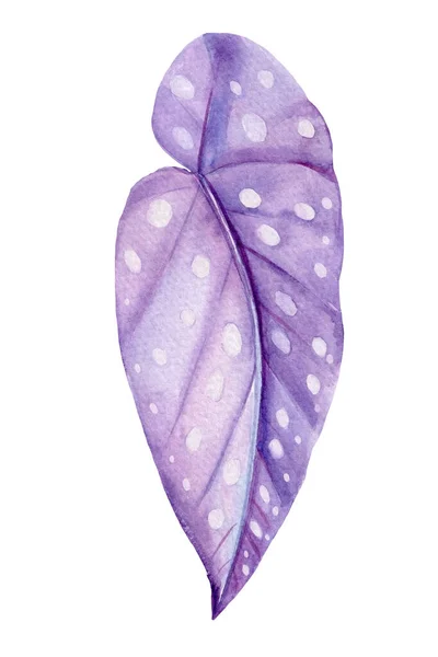 Purple tropical leaf, watercolor illustration, isolated white background — Stock Photo, Image