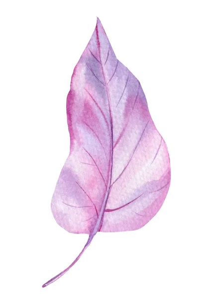 Pink tropical leaf, watercolor illustration, isolated white background — Stock Photo, Image