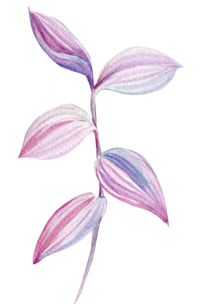 Pink tropical leaf, watercolor illustration, isolated white background — Stock Photo, Image