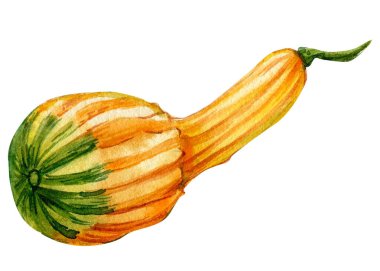 İzole edilmiş beyaz arkaplanda balkabağı, suluboya çizimi