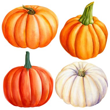 İzole edilmiş beyaz arka planda balkabağı seti, sonbahar hasadı, suluboya illüstrasyon