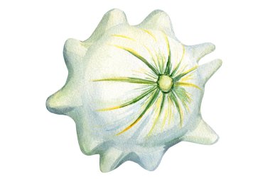 İzole edilmiş beyaz arka planda beyaz balkabağı seti, sonbahar hasadı, suluboya çizimi