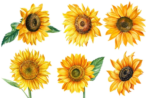 Herfst set, zonnebloemen, aquarel illustratie, geïsoleerde witte achtergrond, botanische schilderkunst — Stockfoto