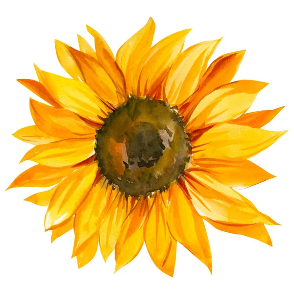 Girasole acquerello, sfondo bianco isolato, pittura botanica. Biglietto d'auguri — Foto Stock