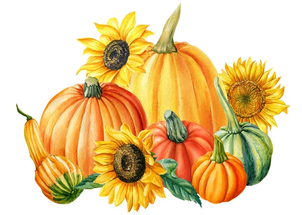 Гарбузи та соняшники, осінній урожай, акварельна ілюстрація, ізольований білий фон — стокове фото