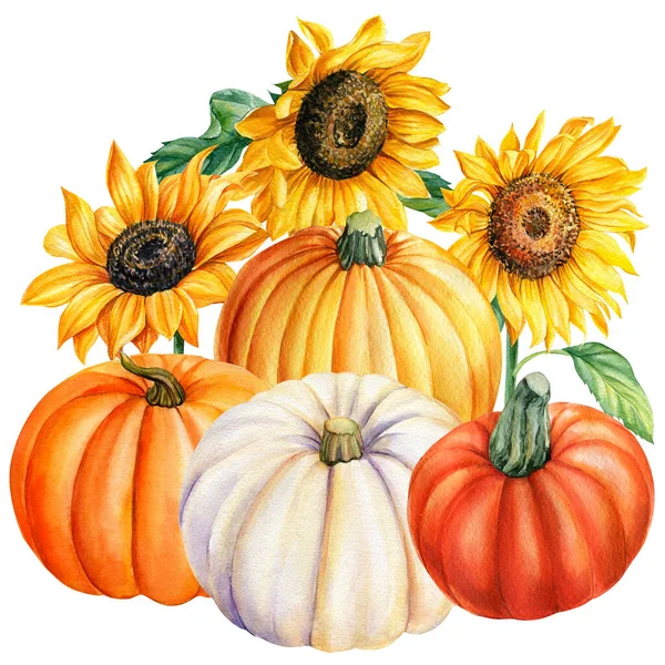 Raccolta autunnale, girasoli e zucche, illustrazione ad acquerello, sfondo bianco isolato — Foto Stock