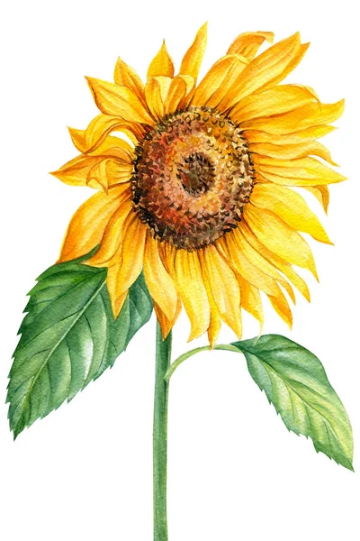 Sonnenblume, Aquarell-Illustration, isolierter weißer Hintergrund — Stockfoto