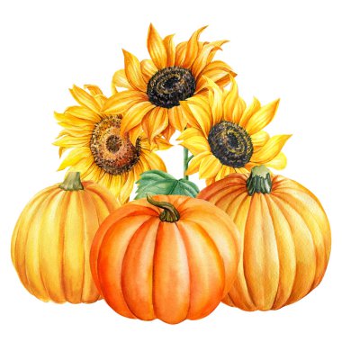 Ayçiçekleri ve balkabakları, suluboya resimleme, izole edilmiş beyaz arka plan. Sonbahar hasadı