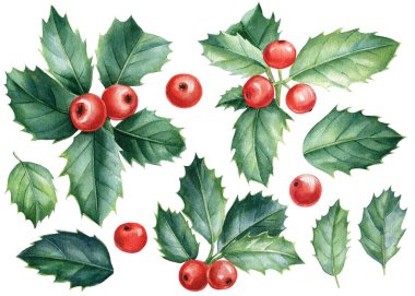 İzole edilmiş arka plan, suluboya Noel ve Yeni Yıl dekoratif unsurları üzerine Holly şubeleri