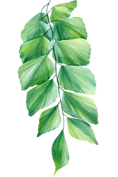 Liść tropikalny na odosobnionym tle, ilustracja akwarela — Zdjęcie stockowe