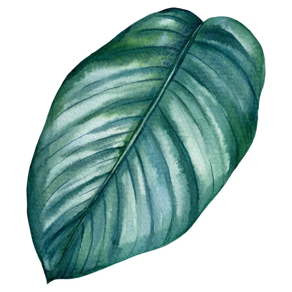 Feuille de palmier tropical sur fond isolé, illustration aquarelle — Photo