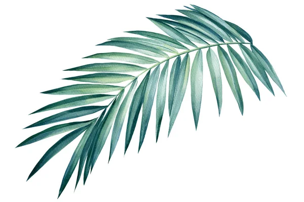 Foglia di palma tropicale su sfondo isolato, acquerello estate illustrazione — Foto Stock