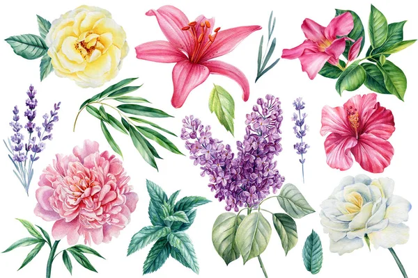 Conjunto de flores sobre fondo blanco aislado, elementos de diseño floral acuarela — Foto de Stock