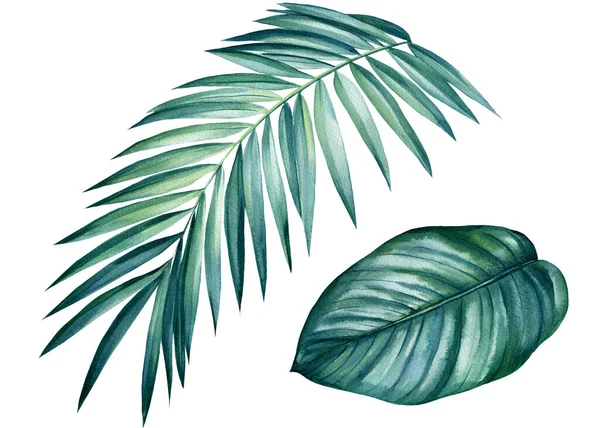 Grüne Palmblätter, Sukkulenten auf isoliertem weißem Hintergrund, botanische Aquarellmalerei — Stockfoto