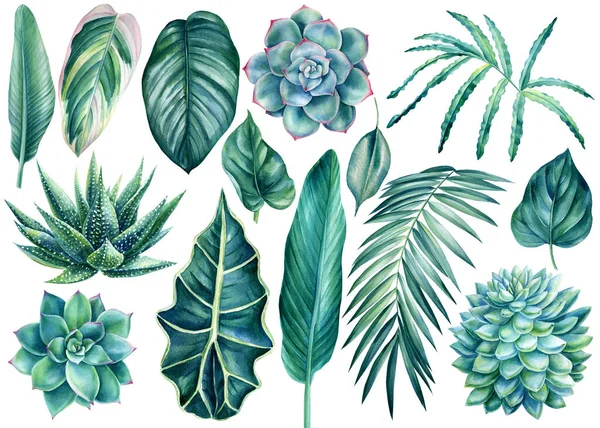 Sada zelených tropických listů, sukulenty na izolovaném bílém pozadí, akvarel botanické malby — Stock fotografie