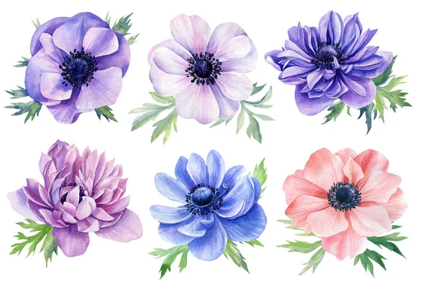 Set di fiori di anemoni su sfondo bianco isolato, pittura botanica ad acquerello — Foto Stock