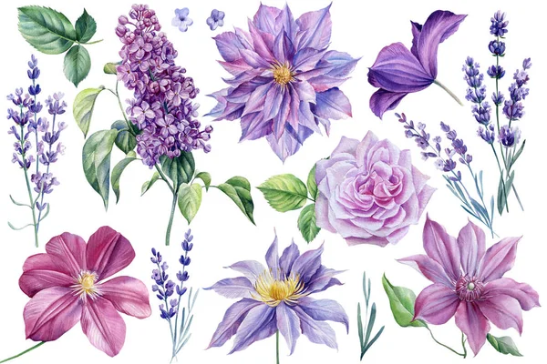 Conjunto de hermosas flores sobre fondo blanco aislado, acuarela ilustración, clematis, rosa, lavanda y lila — Foto de Stock