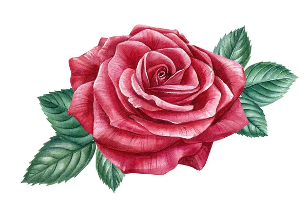 Квітуча червона троянда на білому тлі. Ботанічна ілюстрація. Акварельна ілюстрація . — стокове фото