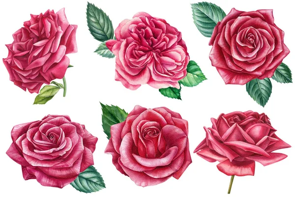 Set de rosas y hojas, ilustración en acuarela. Hermosas flores — Foto de Stock
