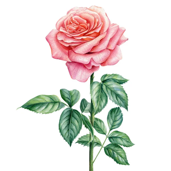 Rosa su sfondo bianco isolato, illustrazione ad acquerello, bel fiore — Foto Stock