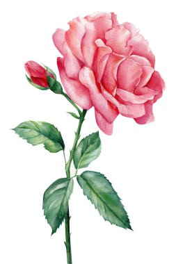 İzole edilmiş beyaz arkaplanda gül, suluboya resimleme, güzel çiçek