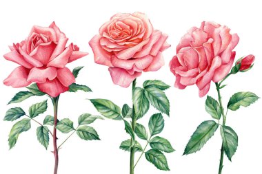 İzole edilmiş beyaz arka planda güller, suluboya çizimler, güzel çiçekler.