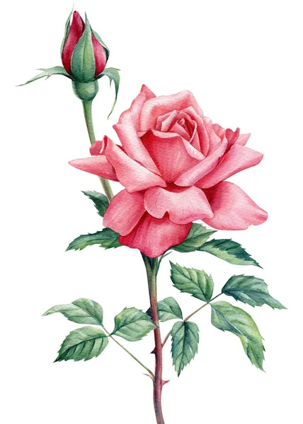 孤立的白色背景上的玫瑰，水彩画，美丽的花朵 — 图库照片
