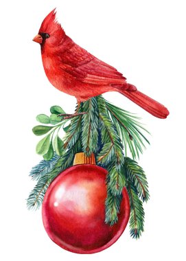 Kızıl Kardinal. Beyaz arka planda Noel düzenlemesi, suluboya çizimler, 