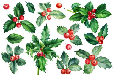 Kutsal dallar, yapraklar ve meyveler. Beyaz arka planda bitki elementlerinin Noel seti, suluboya resimleme
