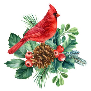 Kızıl Kardinal. Beyaz arka planda Noel düzenlemesi, suluboya çizimler, 