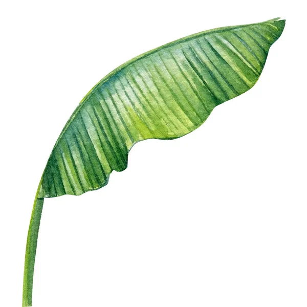 Hoja de palmera de plátano sobre fondo blanco aislado, ilustración de acuarela. Clipart selva — Foto de Stock