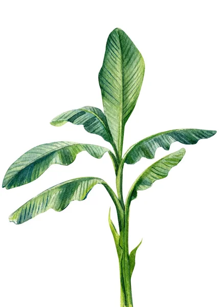 Bananenpalme auf isoliertem weißem Hintergrund, Aquarell-Illustration. Tropische Pflanze — Stockfoto