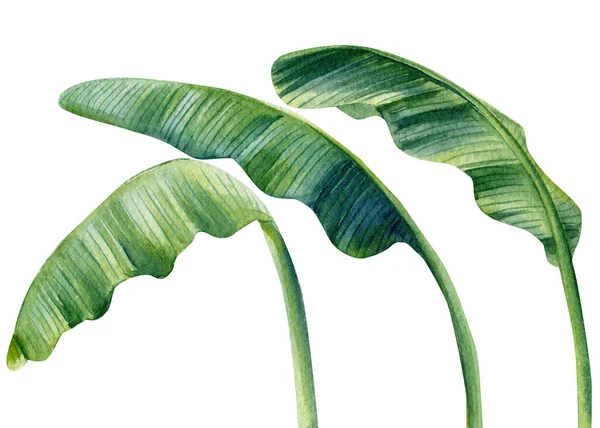 Tropical set palm leaves on isolated white background, watercolor illustration. Jungle design — Stock Photo, Image