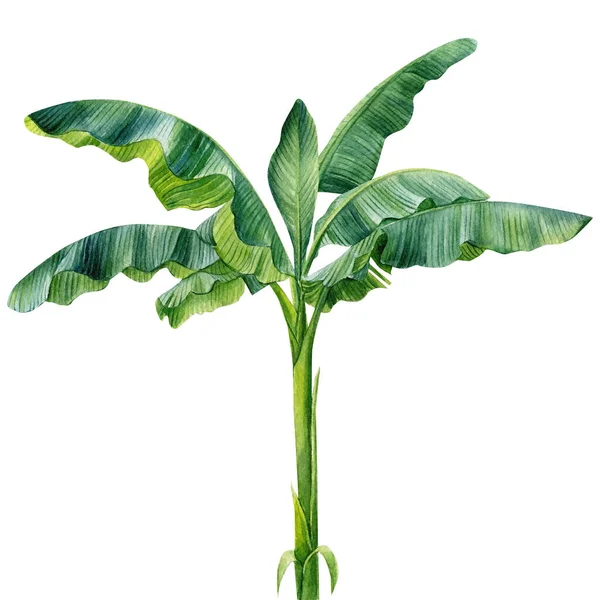 Palma de plátano sobre fondo blanco aislado, ilustración de acuarela. Planta tropical — Foto de Stock