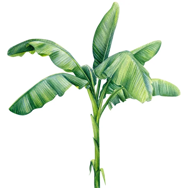 Bananpalmer och palmblad på isolerad vit bakgrund, akvarell illustration. Djungeldesignelement — Stockfoto