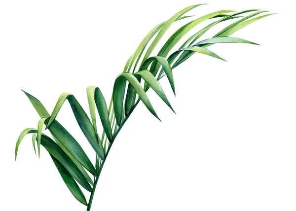 Palm leaf on an isolated white background, watercolor illustration — Stock Photo, Image