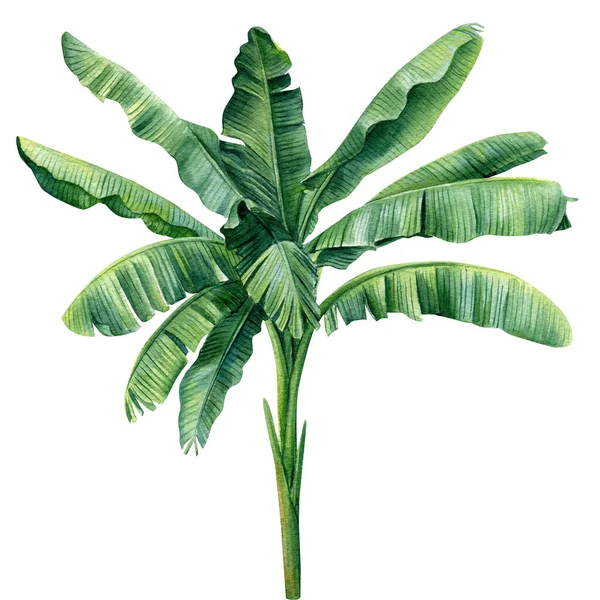 Banana palms on isolated white background, watercolor illustration. Jungle design — Stock Photo, Image