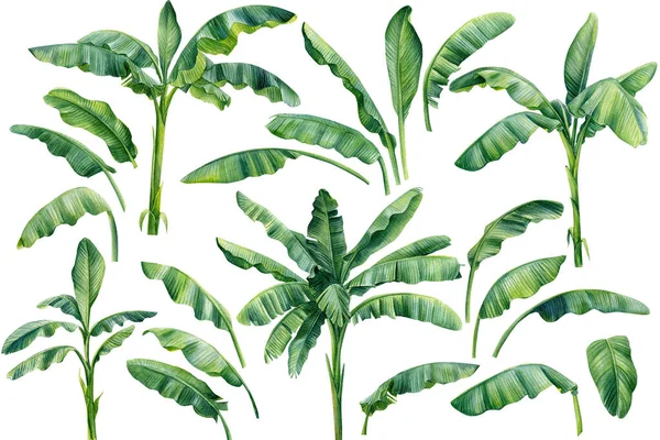 Ayrı beyaz arka planda muz palmiyeleri ve palmiye yaprakları, suluboya çizimleri. Orman tasarım elementleri