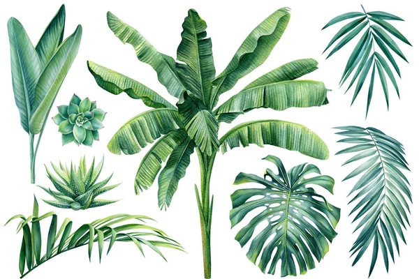 Τροπικά φυτά, φοίνικας, φύλλα monstera σε απομονωμένο λευκό φόντο, ακουαρέλα εικονογράφηση. Σχεδιασμός ζούγκλας — Φωτογραφία Αρχείου