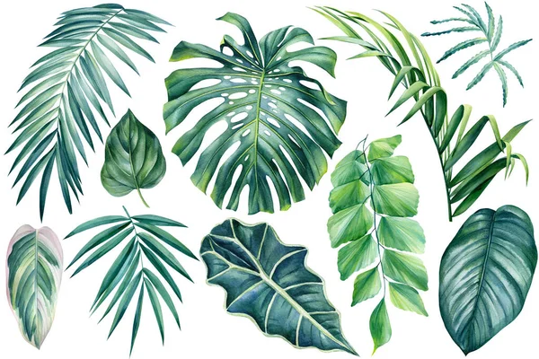 Plantas exóticas, folhas de palma, monstera em um fundo branco isolado, ilustração aquarela — Fotografia de Stock