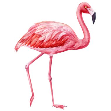 İzole edilmiş beyaz arka planda flamingo, suluboya botanik çizimler. Vahşi yaşam