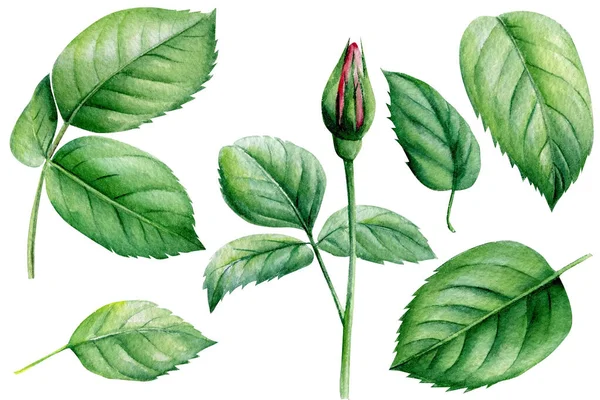 Rosor akvarell, botanisk målning. Rosa blommor. Delar till gratulationskort, inbjudningskort till bröllop — Stockfoto