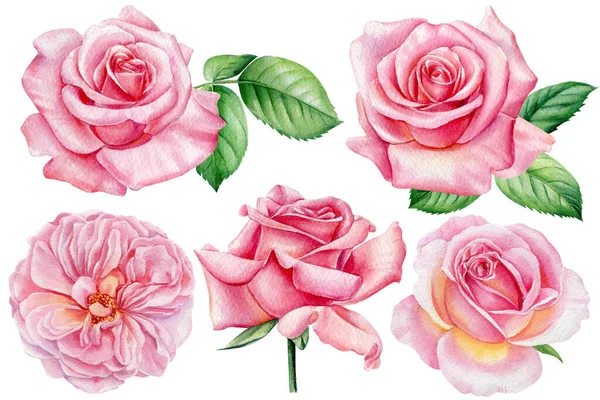Rose acquerello, pittura botanica. Fiori rosa. Elementi per biglietto d'auguri, biglietto d'invito per matrimonio — Foto Stock