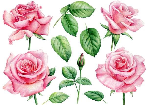 Conjunto de rosa rosa, bela flor no fundo branco isolado, ilustração aquarela, pintura botânica — Fotografia de Stock