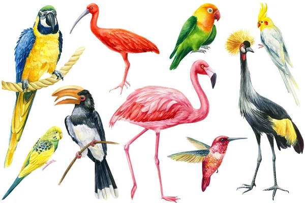 Conjunto de aves tropicais sobre fundo branco isolado, ilustração botânica aquarela. Vida selvagem — Fotografia de Stock