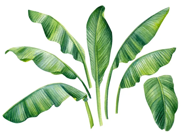 Hojas de palmera de plátano sobre fondo blanco aislado, ilustración de acuarela. Clipart selva, conjunto de hojas tropicales — Foto de Stock