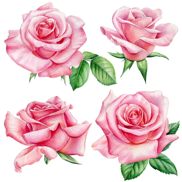 Rosas aquarela, pintura botânica. Flores cor de rosa. Elementos para cartão de saudação, cartão de convite para casamento — Fotografia de Stock