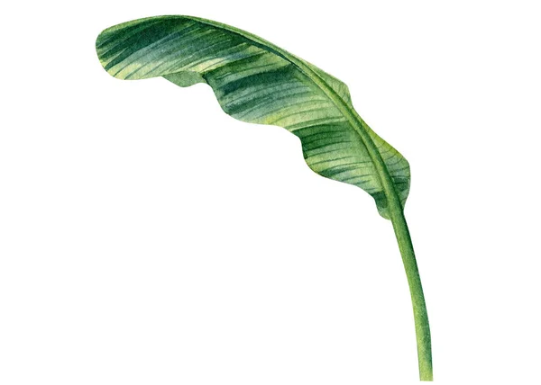 Tropical palm leaf on isolated white background, watercolor illustration. — Stock Photo, Image